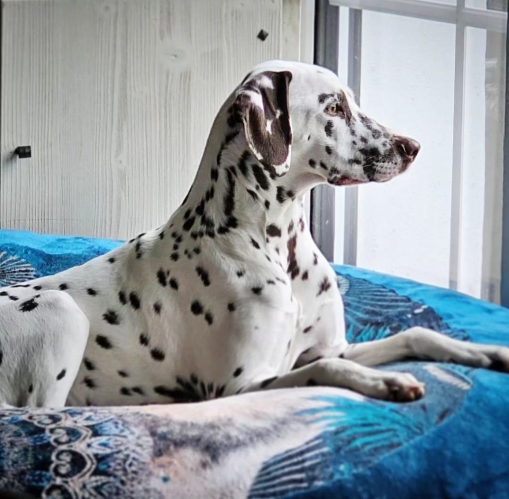 LUA Dalmatiner Dotdog's Kiss me quick
